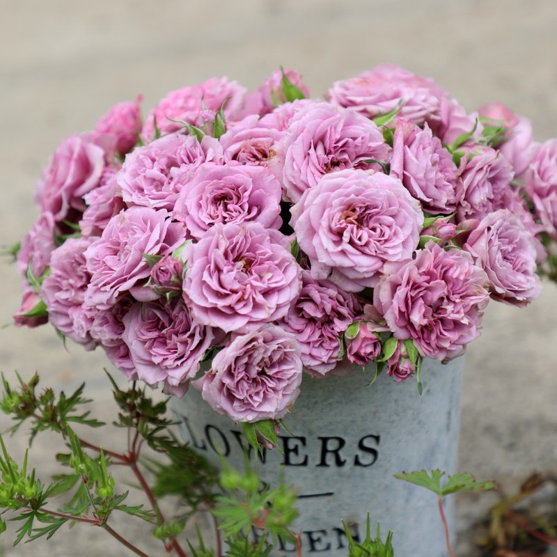 欧月月季拉米炫耀花苗微月阳台盆栽多季开花花园庭院植物玫瑰花卉