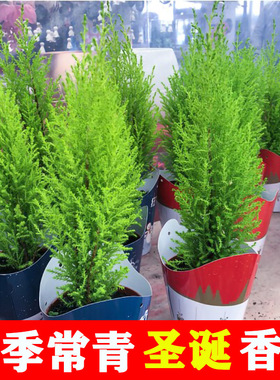 香松圣诞树盆栽风香冠柏室内外办公桌面阳台自带香味耐寒花卉易活
