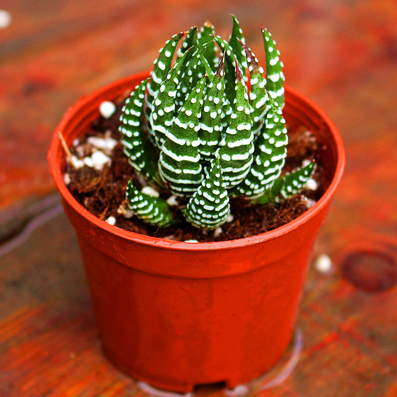 鹰爪群生 硬叶十二卷多头老桩多肉植物盆栽花卉 好养度夏肉肉绿植