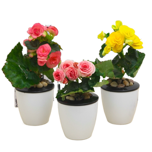 丽格海棠盆栽室内阳台好养植物重瓣玫瑰海棠带花发货包邮花期久