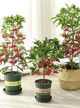 富贵籽盆栽朱砂根红凉伞黄金万两金玉满堂富贵子客厅盆景带籽发货