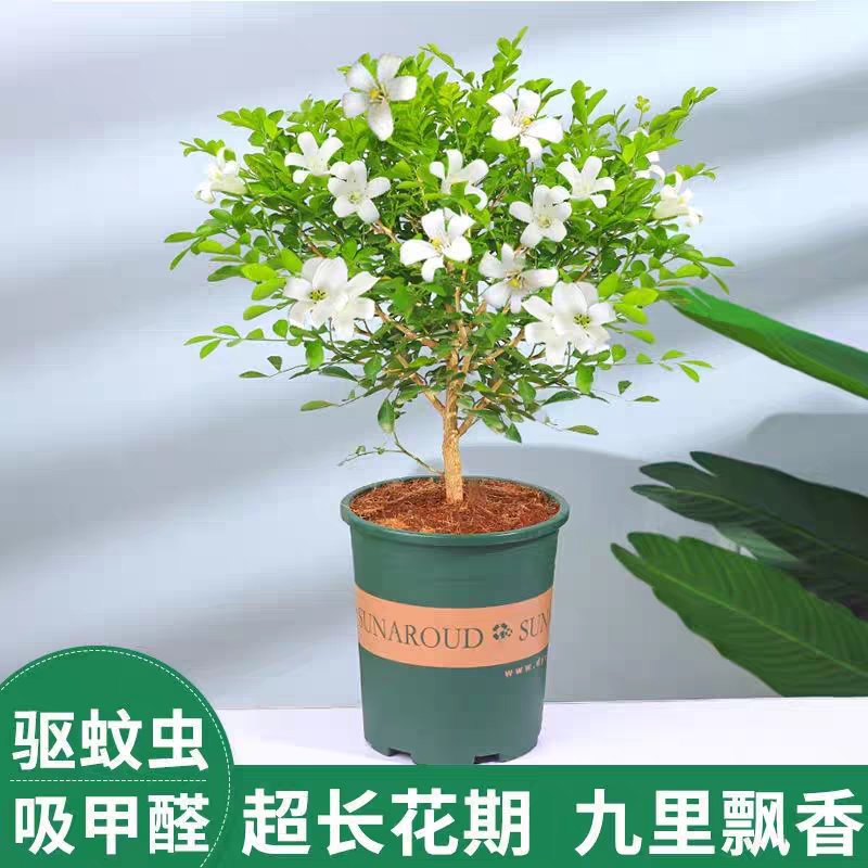 九里香花苗植物客厅庭院阳台盆栽