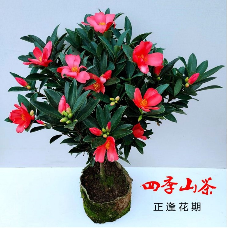 四季开花杜鹃红山茶花开不断室内盆栽庭院绿植名贵阳台花卉带花苞