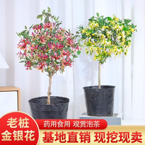 盆栽地栽攀援好养活金银花