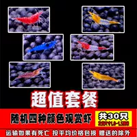 [Специальность стоимости -worth] Всего в общей сложности 30 случайных 4 -колорных креветков