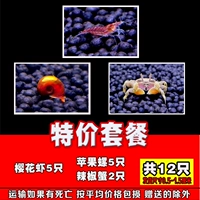 Специальная сакура креветка 5 яблочная улитка 5 Чили краб 2