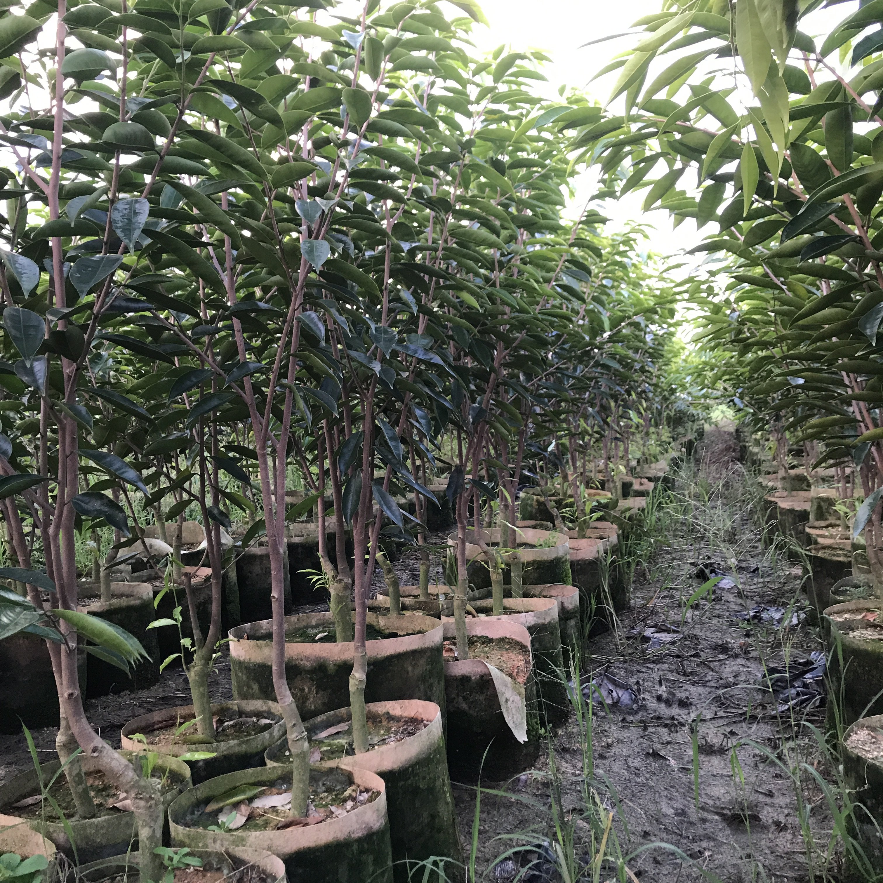 嫁接绿奇楠沉香树苗30cm树心奇母树香霸红骨凹身带土杯发货包结香