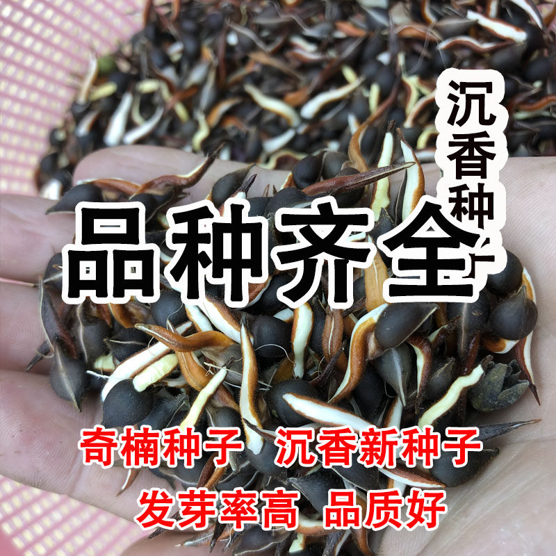 绿奇楠沉香种子奇楠种子奇楠沉香小苗名贵树白奇楠沉香籽发芽率高