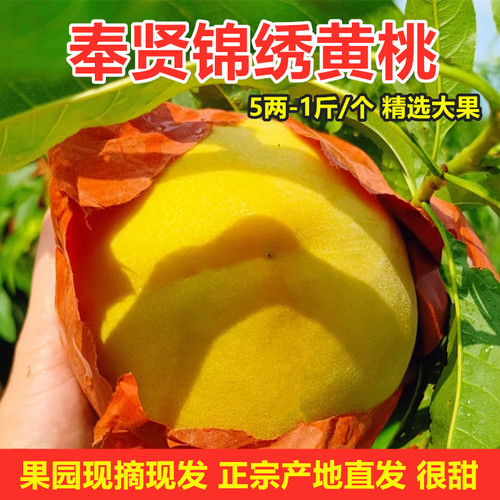 正宗上海奉贤光明黄桃现摘应季新鲜水果锦绣蜜大桃子现摘整箱包邮