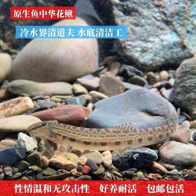中国花鳅冷水淡水鱼温性清洁鱼缸