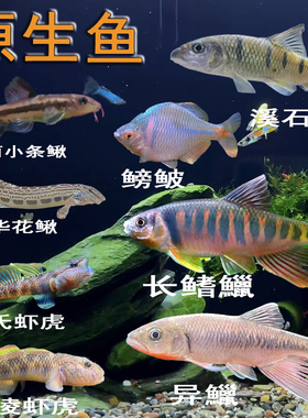 精品原生冷水鱼花鳅银鮈长鳍鱲虾虎异鱲小条鳅冷水小鲃溪石斑耐活