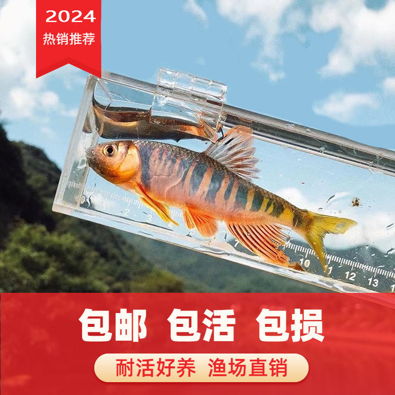 网红观赏鱼长鳍鱲宽鳍鱲桃花鱼原生态水族溪流鱼冷水鱼淡水鱼混养