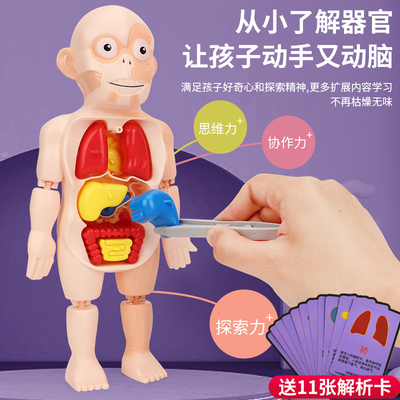 人体模型认知玩具益智早教