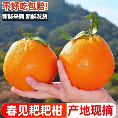 正宗四川春见耙耙柑8斤新鲜水果当季整箱丑八怪橘子特级粑粑柑桔
