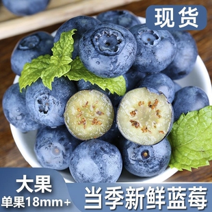 云南花香蓝莓20mm+鲜果枝高山新鲜水果特大果冠l25当季包邮产地发