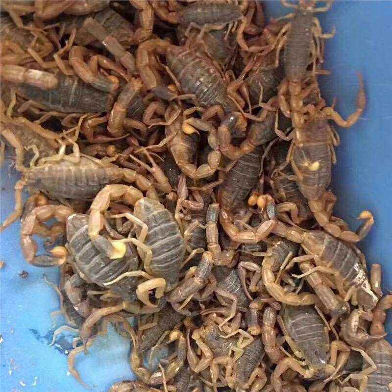 蝎子活野生十足全蝎蝎子活体全虫煲汤入药活蝎子油炸泡酒食用包邮