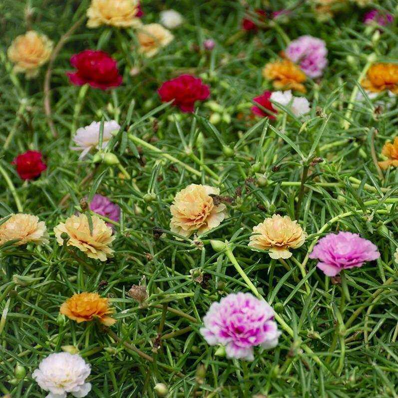 太阳花苗重瓣大花马齿苋午时草花开松四叶牡丹bub多年生本花卉季