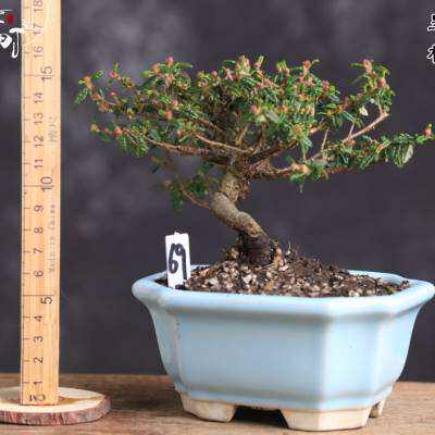 步町园艺趣味盆栽天皇梅盆景书房办公桌净化空气美观室内好养新o.