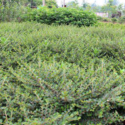 平枝荀子 铺地蜈蚣 小叶栒子平枝旬子苗盆景匍匐灌木工程绿化苗木