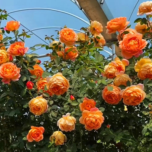 蔷薇花苗藤本月季大花浓香爬藤植物庭院阳台花卉玫瑰盆栽四季开花