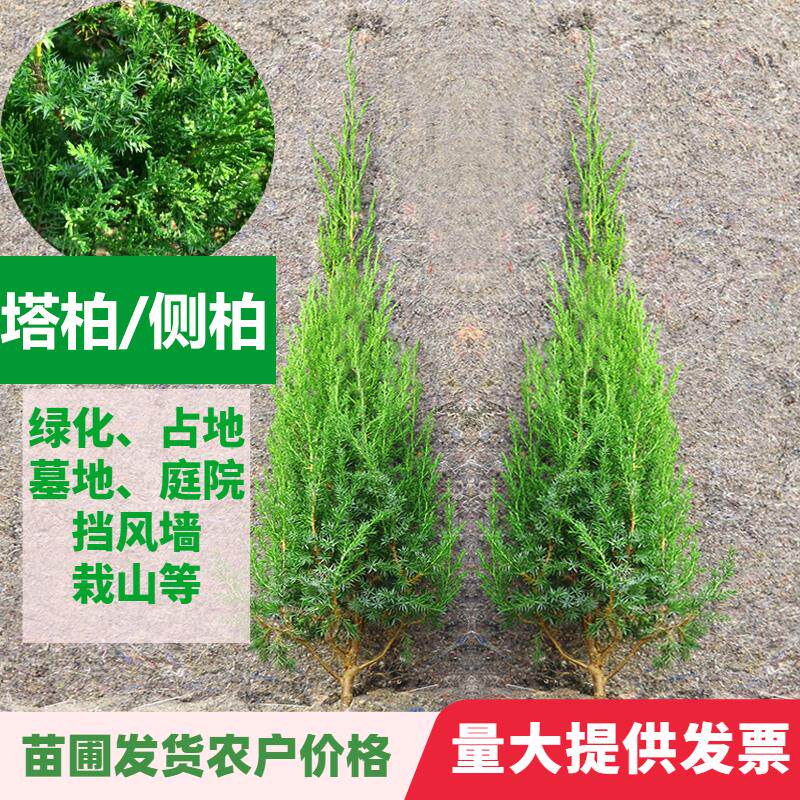 小柏树苗墓地松柏扁柏香柏树苗四季常青侧柏种子苗盆景室内迎客松图片