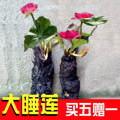 大睡莲根块池塘水池水培植物水生根块四季睡莲花根茎碗莲种子苗