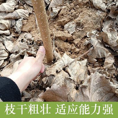 白杨树苗出售 一年生杨苗各种规格107速生杨树苗 河南无絮杨树苗