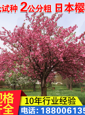 树苗苗日本嫁接苗早樱晚樱盆栽庭院绿化园林风景树苗