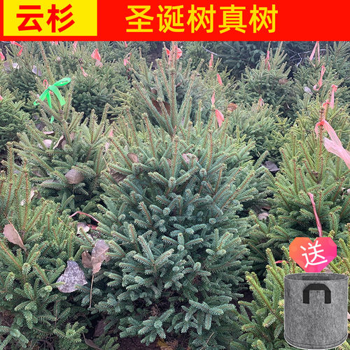 欧博  云杉圣诞树 云杉树苗 松树圣诞树真树盆栽绿植圣诞节专用松