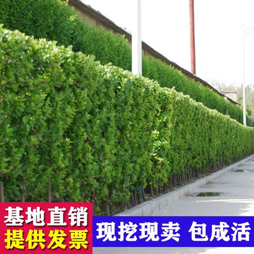 法国冬青树苗四季常青庭院篱笆围栏耐寒绿化植物绿篱北海道黄杨苗
