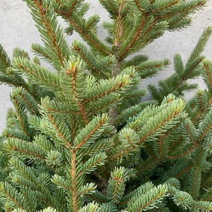 云杉树圣诞树苗圃供东北云杉树苗云杉树园林景观绿化2-6米云杉树