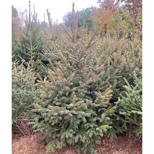 苗圃4-6年云杉树,青白仟,红皮云杉 四季常青松树 云杉苗 云杉树苗