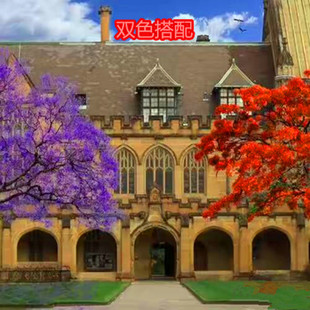 高端花卉 凤凰木树苗 蓝色的花楹苗蓝色的花楹树苗蓝雾树苗 包对