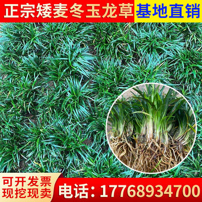 日本矮麦冬草耐寒庭院园林绿化草坪植物矮生麦冬草苗玉龙草