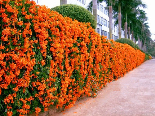 炮仗花鞭炮花美丽易活易养藤本攀援绿植围墙花庭院窗台苗圃直销