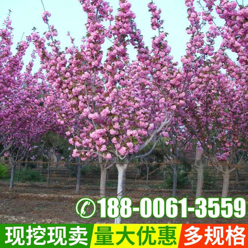 苗树苗日本树苗嫁接早樱晚樱小苗绿化苗当年开花