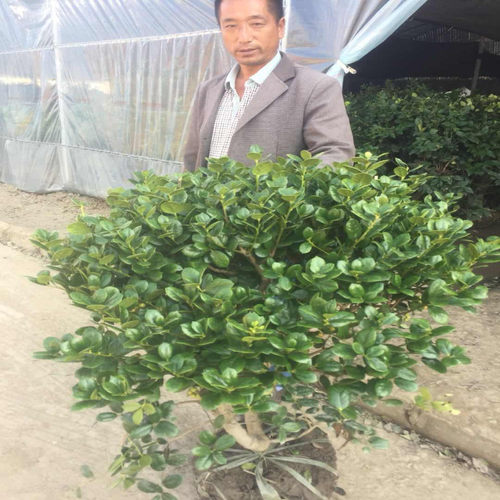 茶梅球庭院别墅绿化四季常青植物花卉净化空气茶梅树球