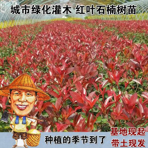 红叶石楠苗火焰红高杆石楠球庭院工程绿化苗红罗宾四季青篱笆树苗