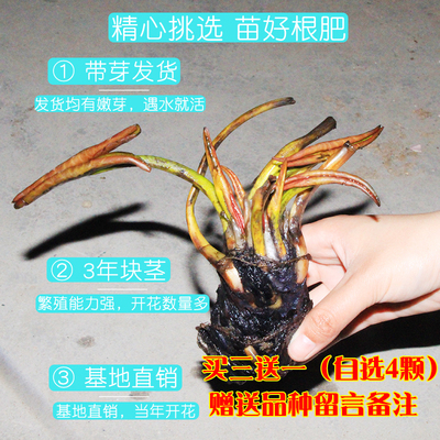 8.8元4个大睡莲根块池塘四季迷你睡莲水培盆栽水养花卉荷花睡莲苗