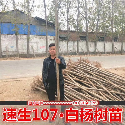 白杨树苗 白杨树 杨树苗 107速生杨树苗 植树造林 白杨苗