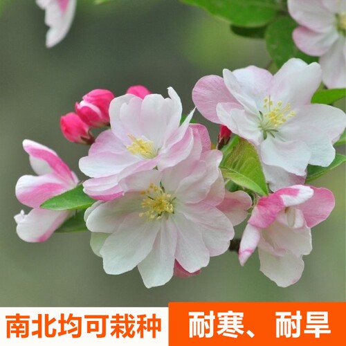 海棠树苗庭院大型西府海棠花树苗垂丝海棠北美海棠风景树绿化树苗