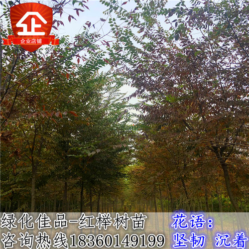 绿化苗木正宗小叶红榉树苗血举树苗庭院绿化树苗风景树榉树