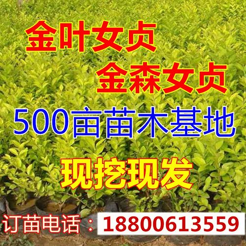 彩色金叶女贞树苗小叶女贞花苗四季不落叶花坛绿化苗绿篱笆苗