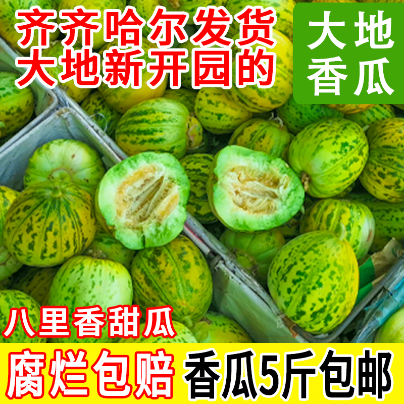 B东北香瓜花姑娘八里香香瓜现摘现发大地香瓜白糖罐黑龙江特产