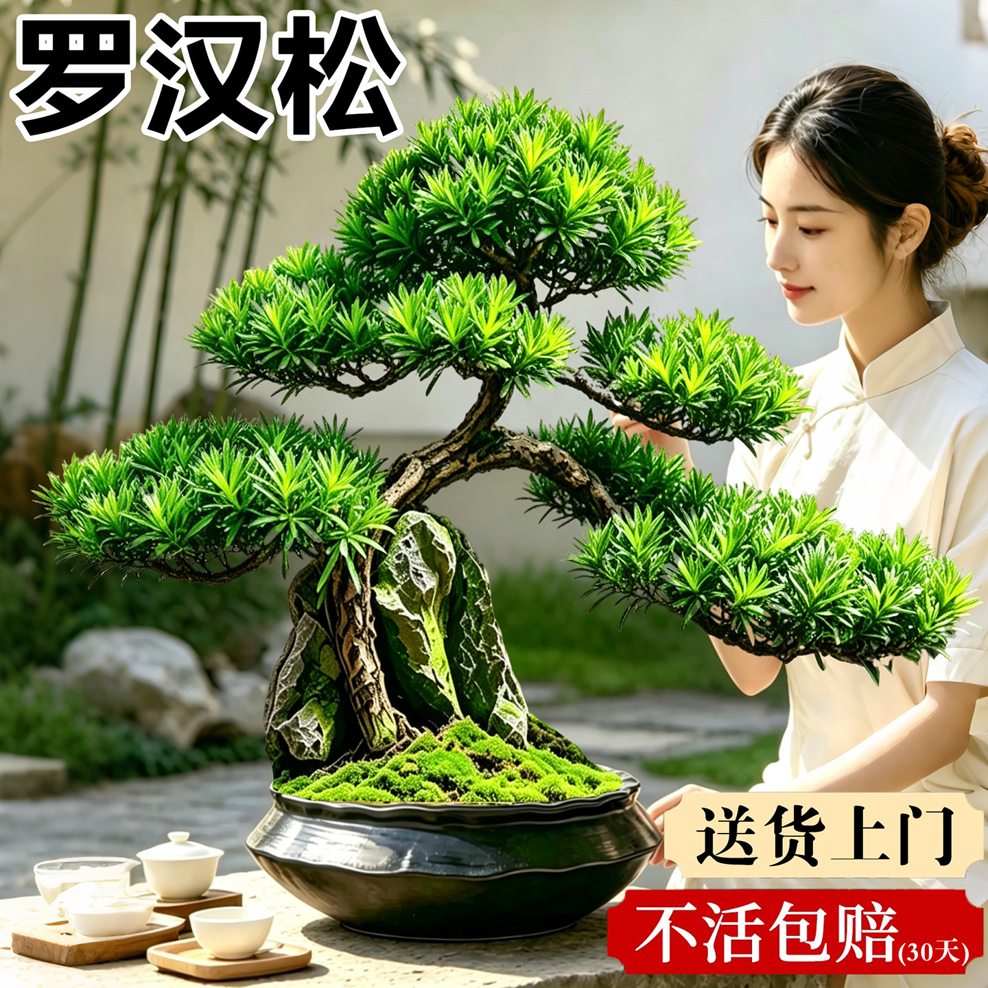 罗汉松盆景造型绿植盆栽室内茶桌摆件雀舌迎客松树苗客厅高端盆景图片