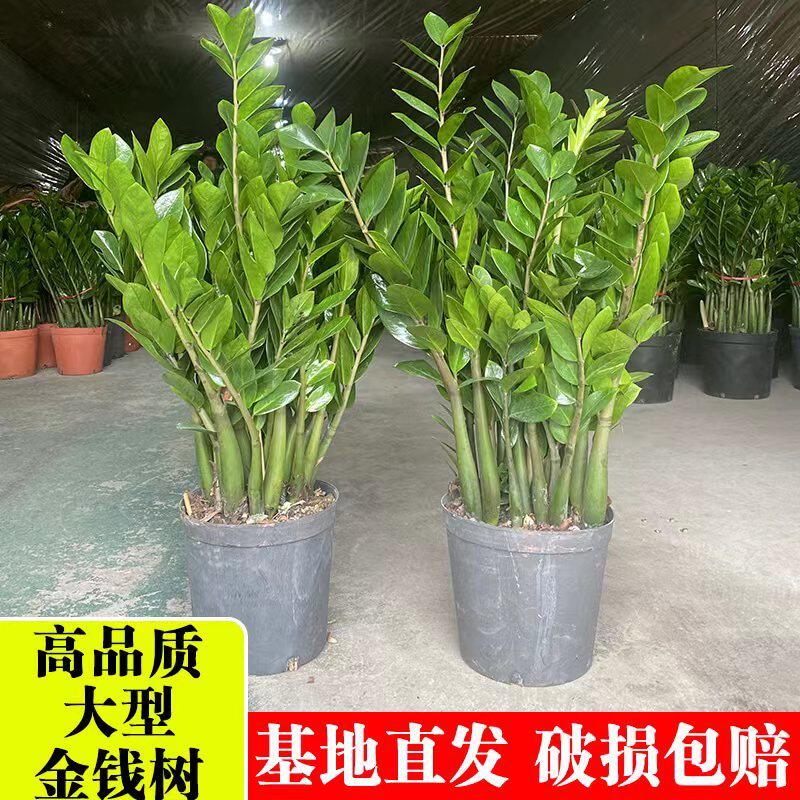 金钱树盆栽植物室内花卉摇钱树客厅招财树四季常青好养易活绿植