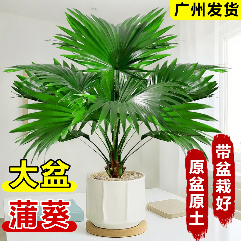 大叶蒲葵绿植室内四季常青