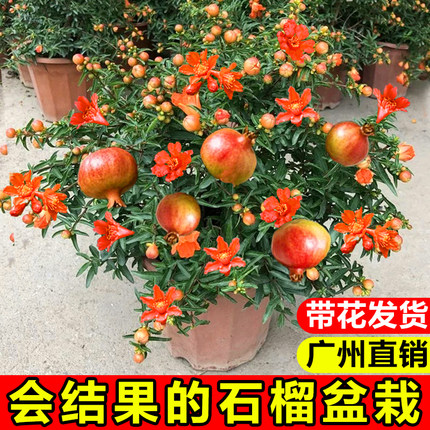 石榴花盆栽带花室内观赏绿植物四季好养可食用果树苗耐寒年宵花卉