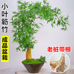 小叶簕竹成品盆景老桩竹子禅意绿植室内盆栽桌面客厅四季好养植物