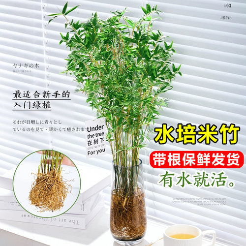水培米竹带根凤尾竹室内竹子苗
